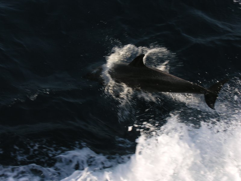 dscn1886-dolphin.jpg
